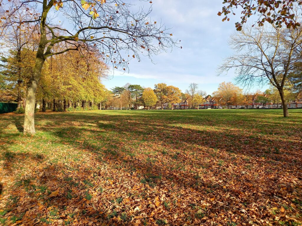 a park in autumn with orange leaves on the floor and nearly bare trees